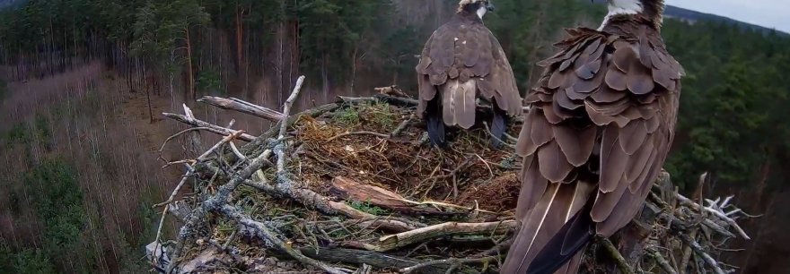 Rybołowy z Nadleśnictwa Jedwabno ponownie online