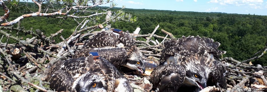 Foto: Maciej Sołowiej